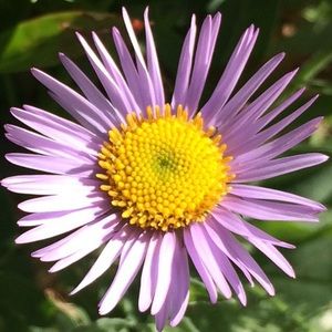 Meet your Posher, Maddie